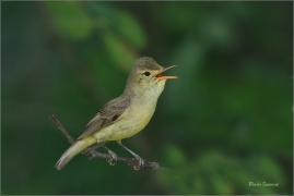 <p>SEDMIHLÁSEK HAJNÍ (Hippolais icterina) - jižní Morava ---- /Icterine warbler - Gelbspötter/</p>